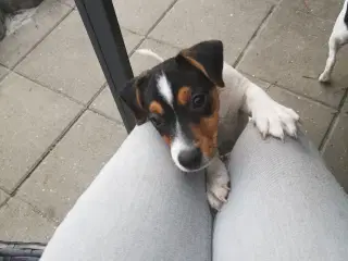 Jack Russell Terrier han