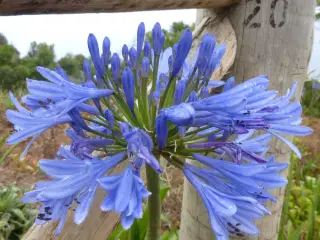 Skærmlilje / Agapanthus "Blue Giant".