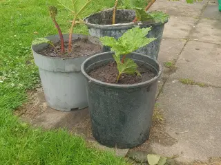 Mammut blad gunnera manicata