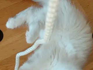 SIDSTE ARISTOCAT: Ragdollkillinger født 16/6/25