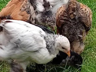 Daggamle kyllinger på bestilling 