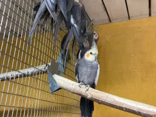 Nymferparekitter 