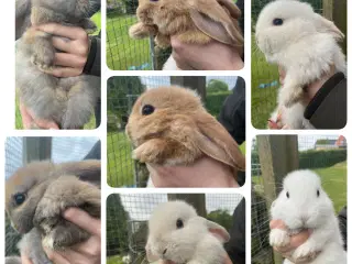 Mini Lops. 
