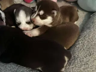 Ægte husky hvalpe