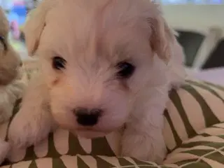 2 lækre bichon havanais/malteser hvalpe