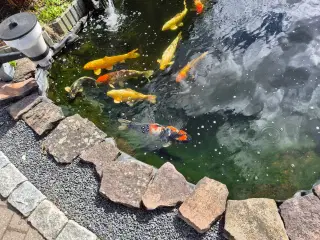 Havebassin 
