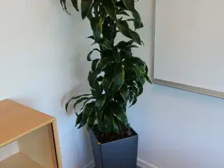 Plante i krukke