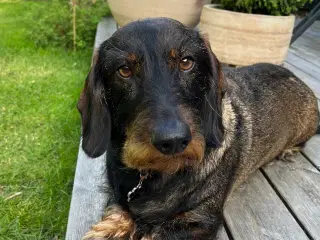 Ruhåret Gravhund på 4 år