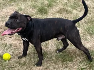 Staffordshire Bull Terrier