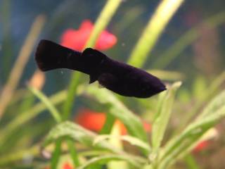 Black Molly.