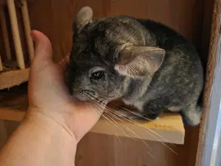 Chinchilla søger egnet hjem