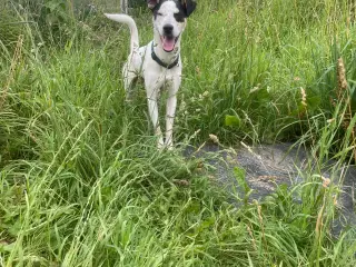 Hund 