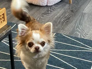 Chihuahua tæve