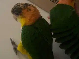 Opmadet caique