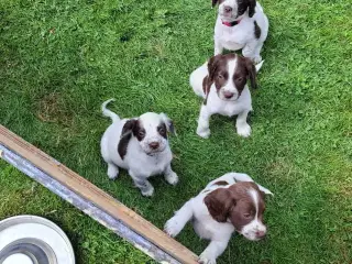 Springer Spaniel hvalpe