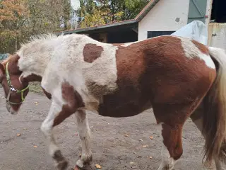 Hoppeplag bliver 2 i marts