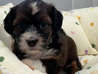 Smukke Bichon Havanais 