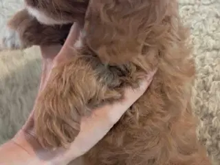 Lille fin cavapoo pige