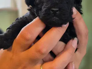 Toy puddel 
