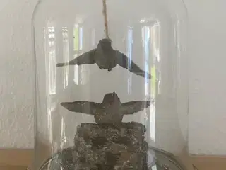 * Fugle - i ovalt glasmontre