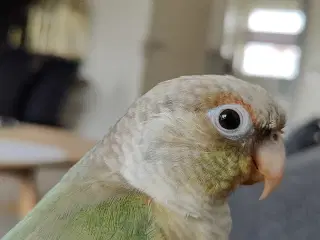 Lille conure han sælges