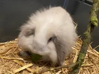 Søde lille Fie på 9 uger er nu flytteklar