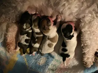 Bichon havanais / coton 