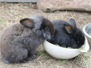 Kaninunger