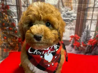 Maltipoo hvalp inden jul /januar ?? 