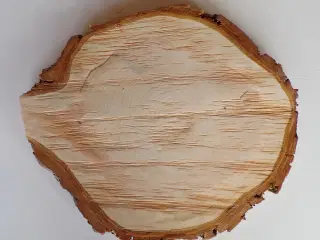 NY Thuja Træskive med bark 32,5 cm lang