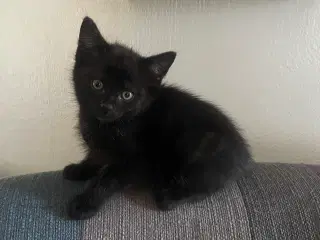 🐾 Lille charmetrold søger nyt hjem 🐾