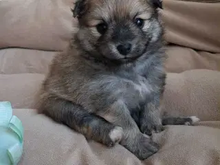 Skøn lille Pomchi hvalp