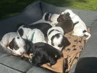 FT Cocker spaniel født 12. April