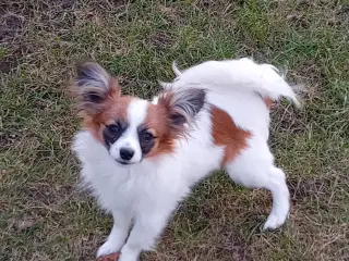 Papillon hvalp