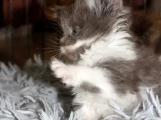 Maine coon killinger med tavle
