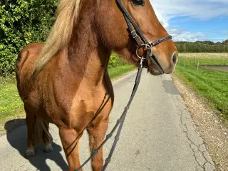 Sød og rar töltmaskine sælges!