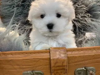 Ægte mini malteser babyer 