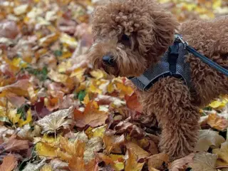 Havapoo ventelisten er nu åben