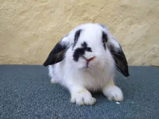 Mini Lop & Mini Lop Løvehoved unger 27/09
