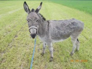 æsel