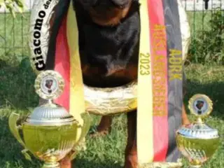 8 mdr gl Rottweiler tæve af den gl tunge type