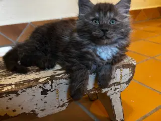 Sally leder efter kærlig familie 