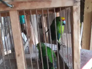 parakit