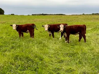 Hereford Køer med tyr kalv 