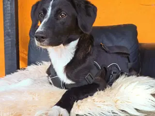 Skønne Rikke søger sit helt eget hjem