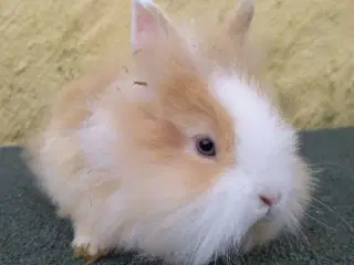 Hun Teddy Løvehoved hun unge