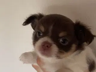 Han langhåret hvid/chokolade