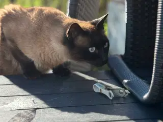 Sød kat søger nyt hjem 