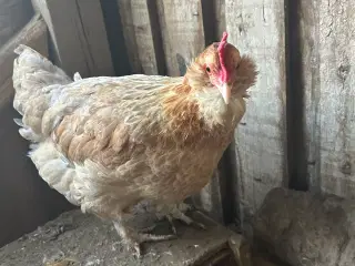 5 engelsk araucana høns