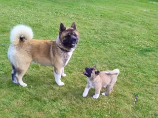 Dreng hundehvalp Akita American 